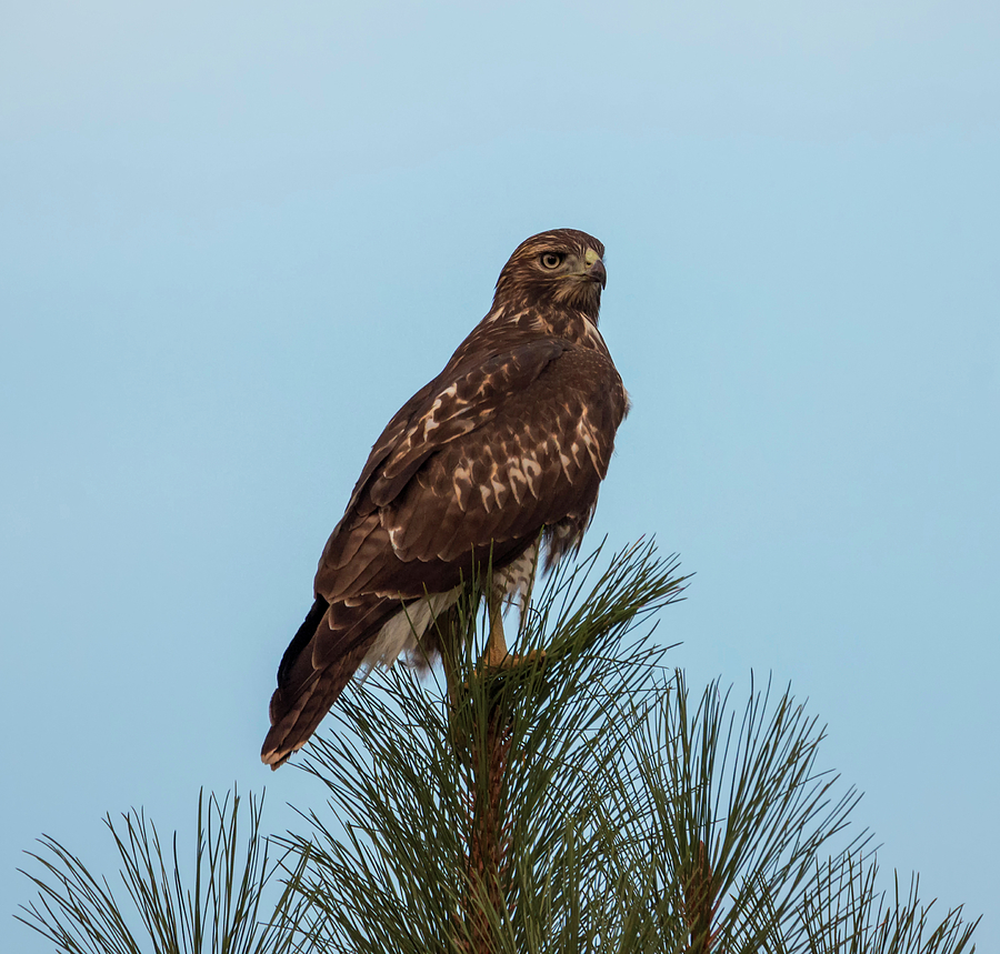 Hawk at Twilight Photograph by Loree Johnson