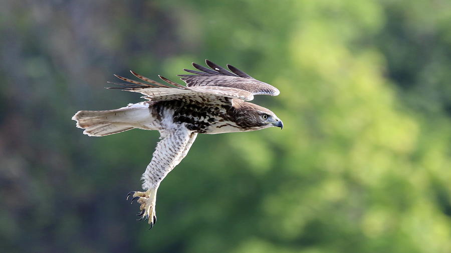 Hawk Attack Photograph by Jim Nelson | Fine Art America