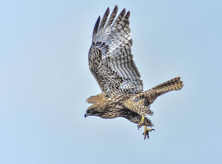 Hawk Attack Photograph by Rick Mosher