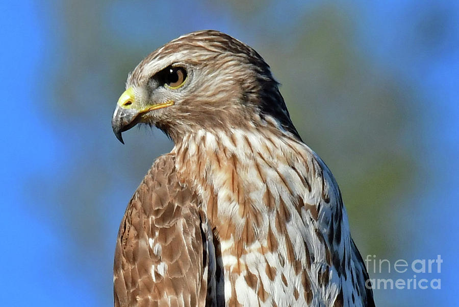 Hawk beauty Photograph by Liz Grindstaff
