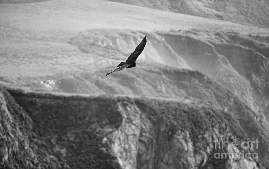 Hawk Big Sur BW Photograph by Chuck Kuhn