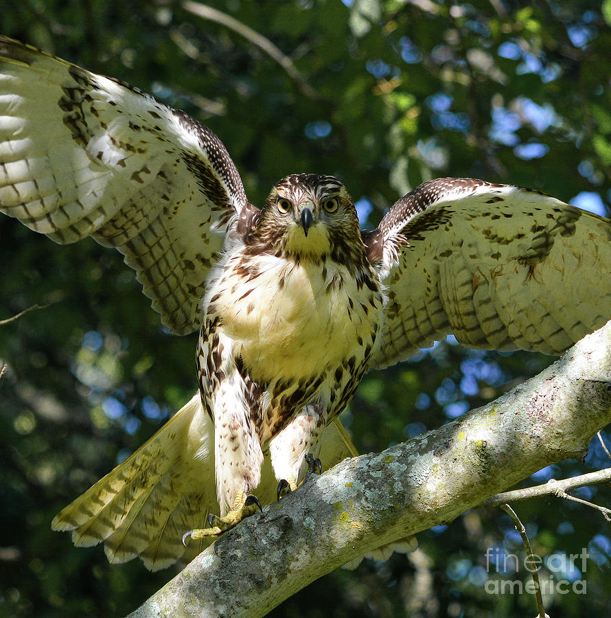 Hawk Photograph - Hawk by Brian Jones