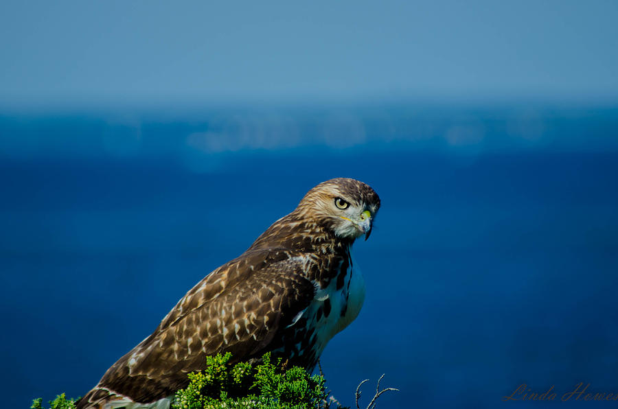 Hawk Photograph - Hawk By The Ocean by Linda Howes