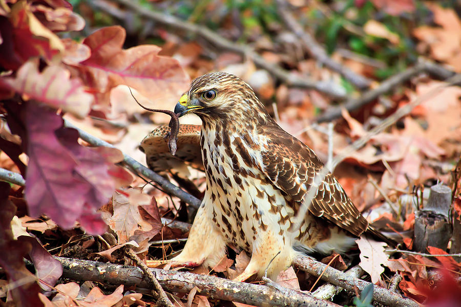 Hawk Catches Prey Photograph by Jill Lang