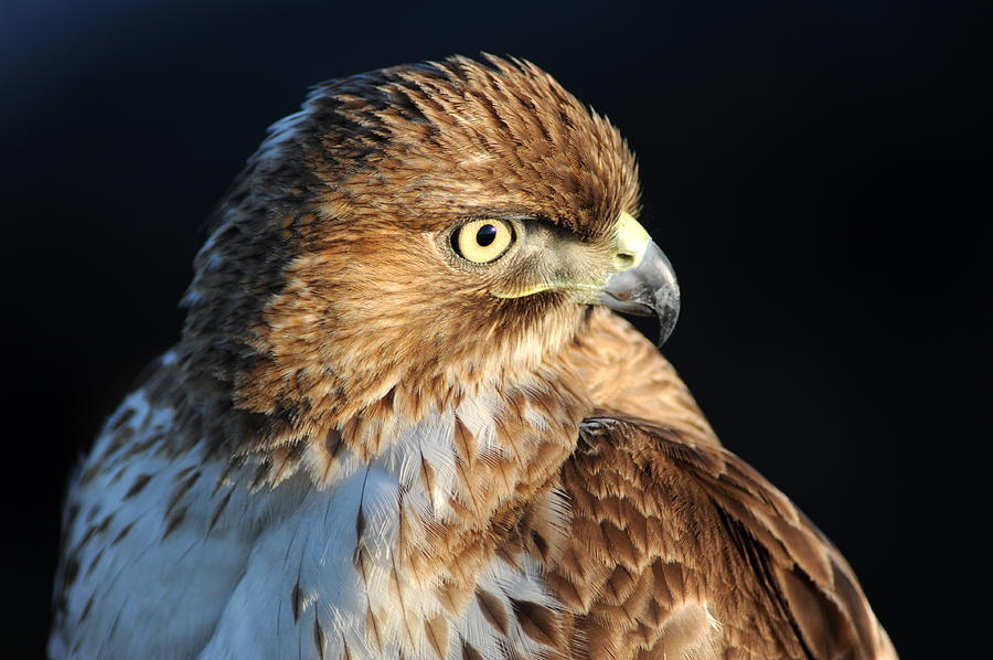 Hawk Photograph by Catherine Lau
