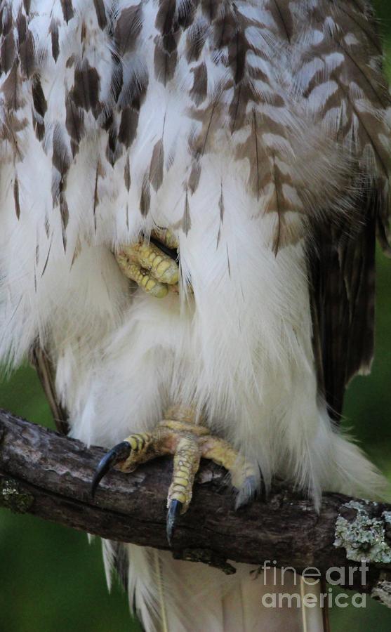Nature Photograph - Hawk Claws by Paulette Thomas