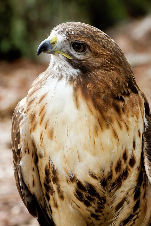 Hawk Close Up Photograph by Jill Lang