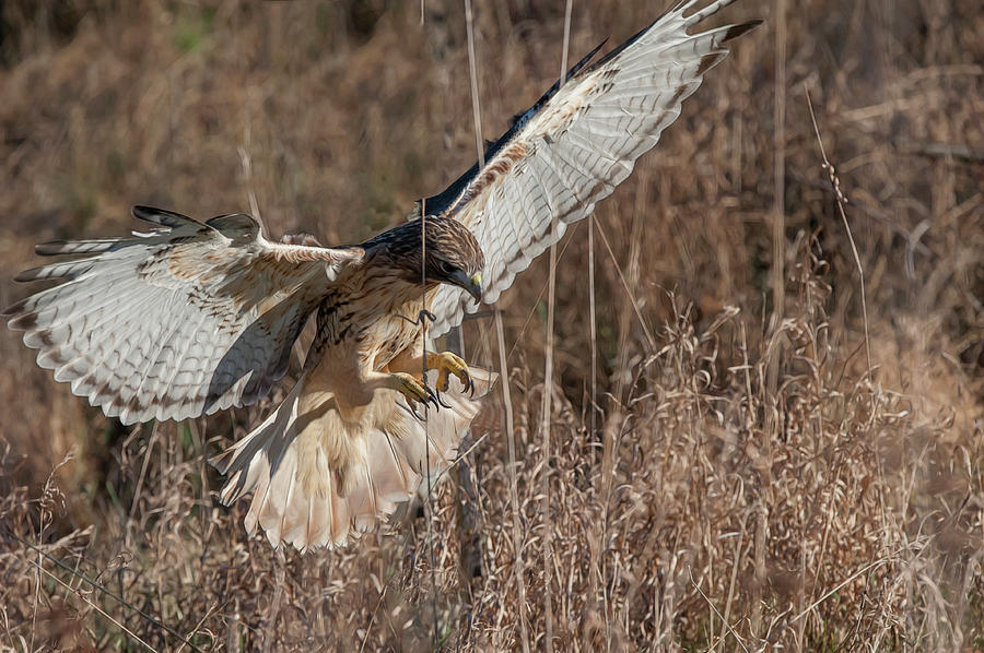 Hawk flying into tall grass chasing rabbit Photograph by Dan Friend
