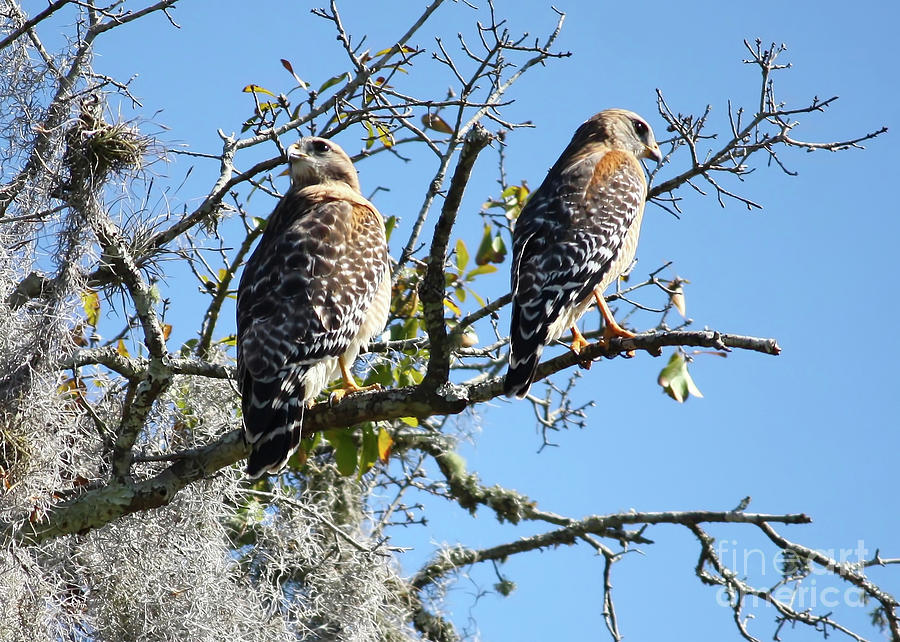 Hawk Couple on Branch Photograph by Carol Groenen