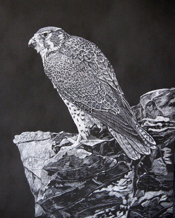 Hawk Drawing by Dan Zink - Fine Art America