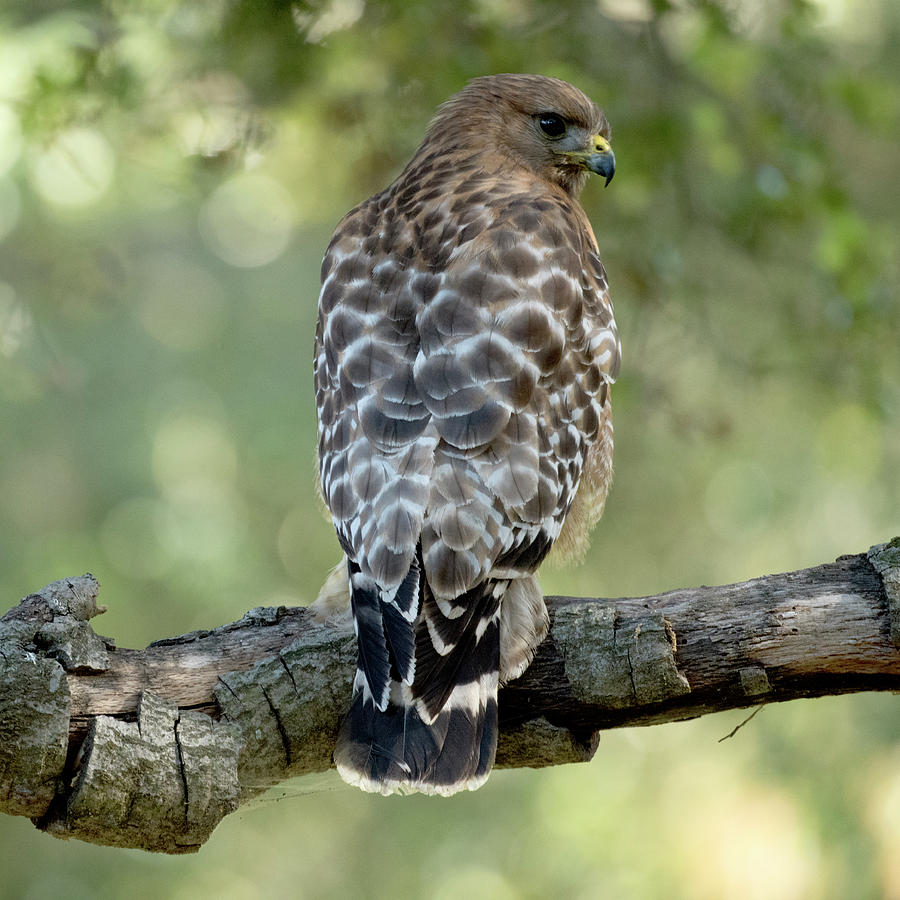 Hawk Photograph by Debra Wales - Fine Art America