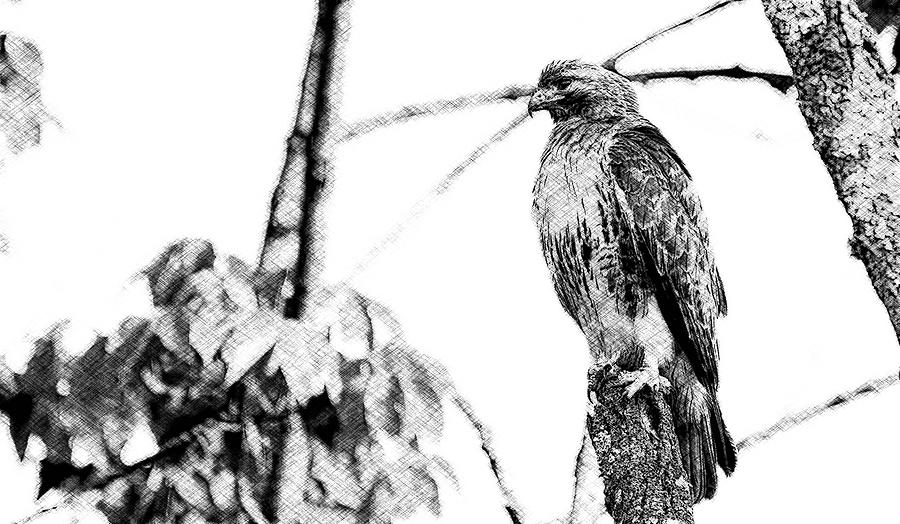 Hawk Digital Art Photograph by Sam Rino