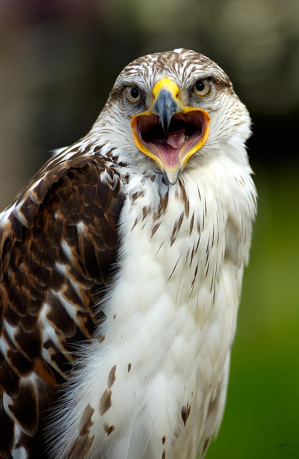 Hawk Photograph by Doug Gibbons