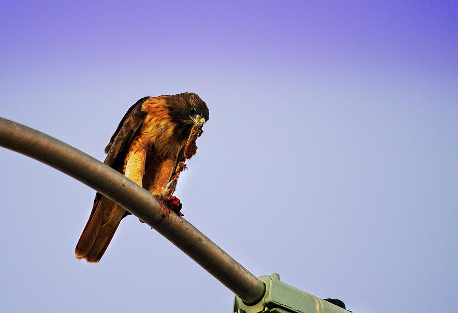 Hawk Eating Photograph by Anthony Jones