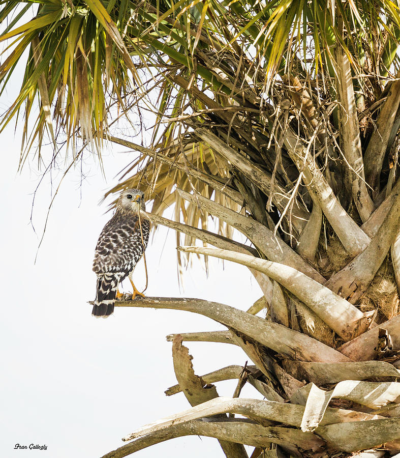Hawk Eating Snake Photograph by Fran Gallogly