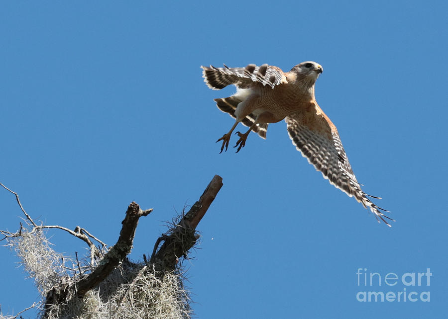Hawk Photograph - Hawk Escape by Carol Groenen