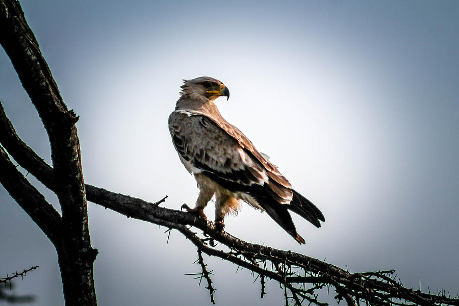 Hawk Eye Photograph by Bryan Moore
