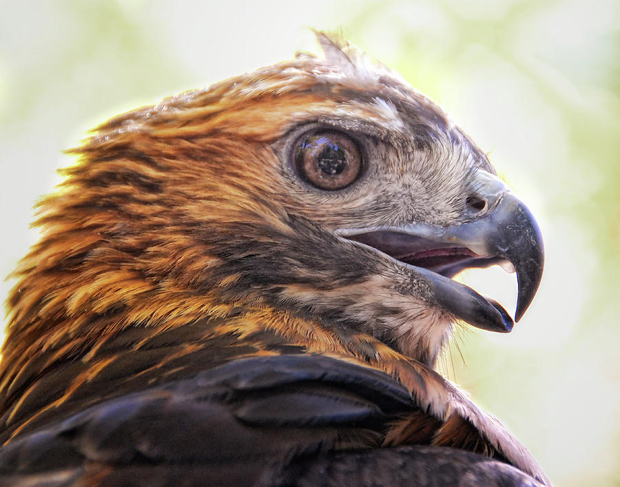 Hawk Eye Photograph by Peg Runyan