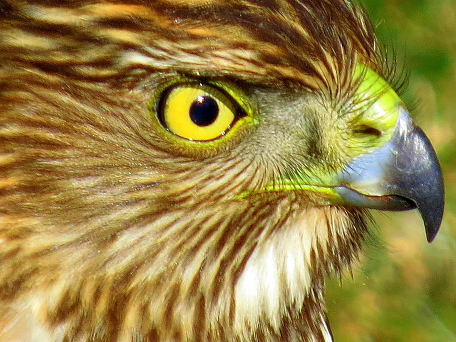 Hawk Eye Photograph by Suzanne DeGeorge
