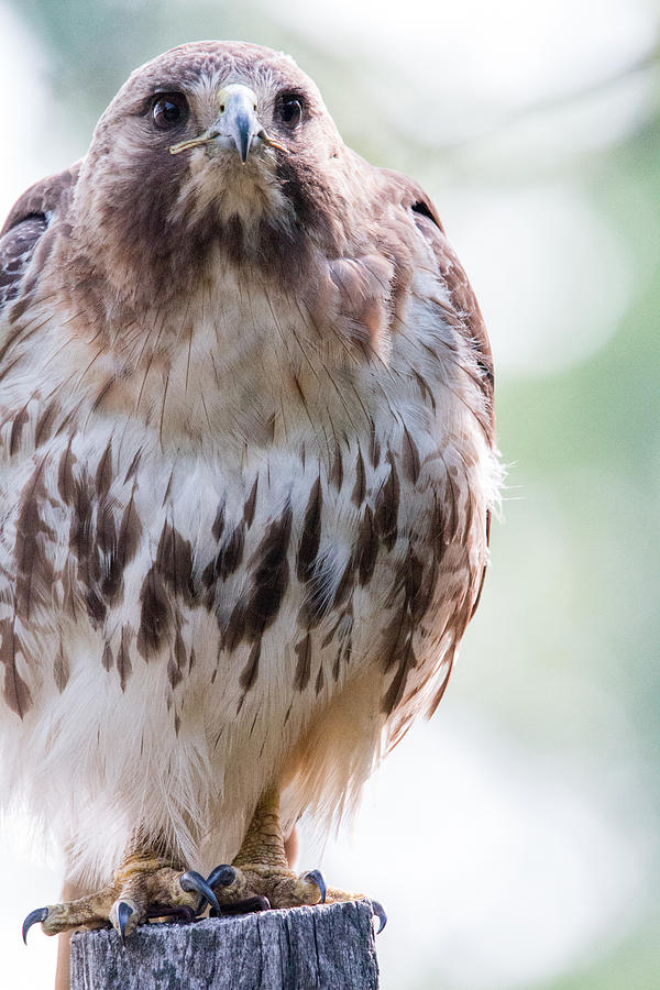 Hawk Eyed Photograph by Allison Coffin - Fine Art America