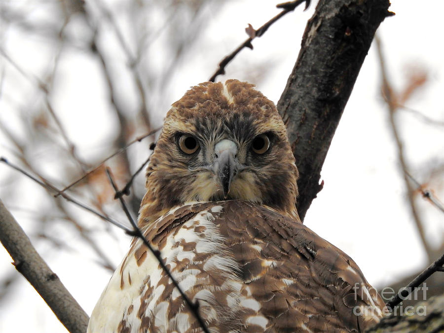 Hawk Eyes Photograph by Beth Myer Photography