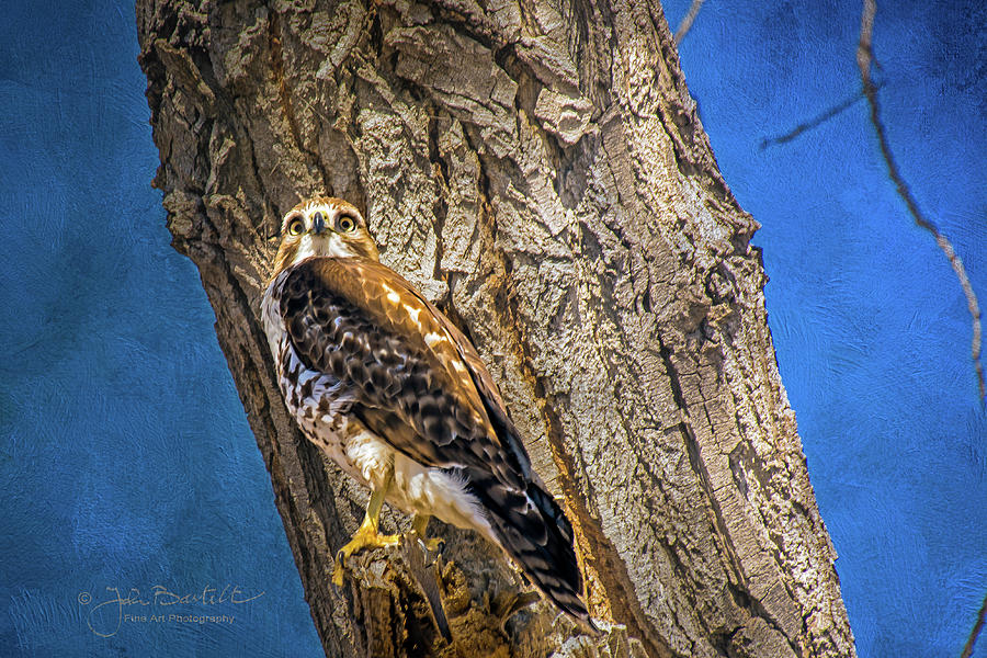 Wildlife Photograph - Hawk Eyes by John Bartelt