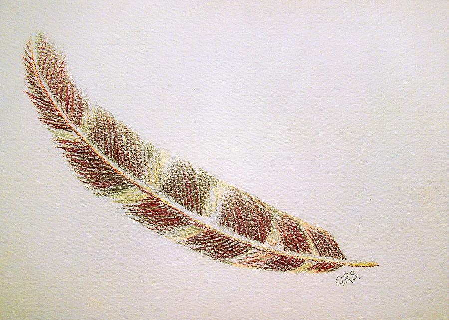 Hawk Feather Drawing by J R Seymour