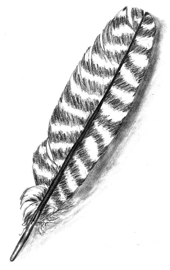 Hawk Feather Drawing by Kevin Callahan