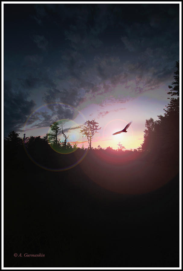 Hawk Flies Across the Sunset Photograph by A Macarthur Gurmankin