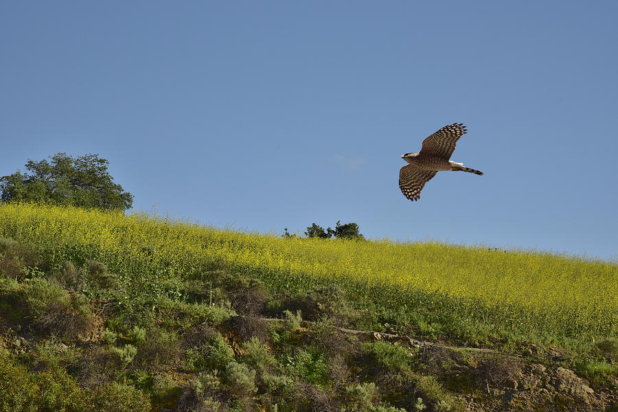 Hawk Flying over Field of Yellow Mustard Photograph by Linda Brody