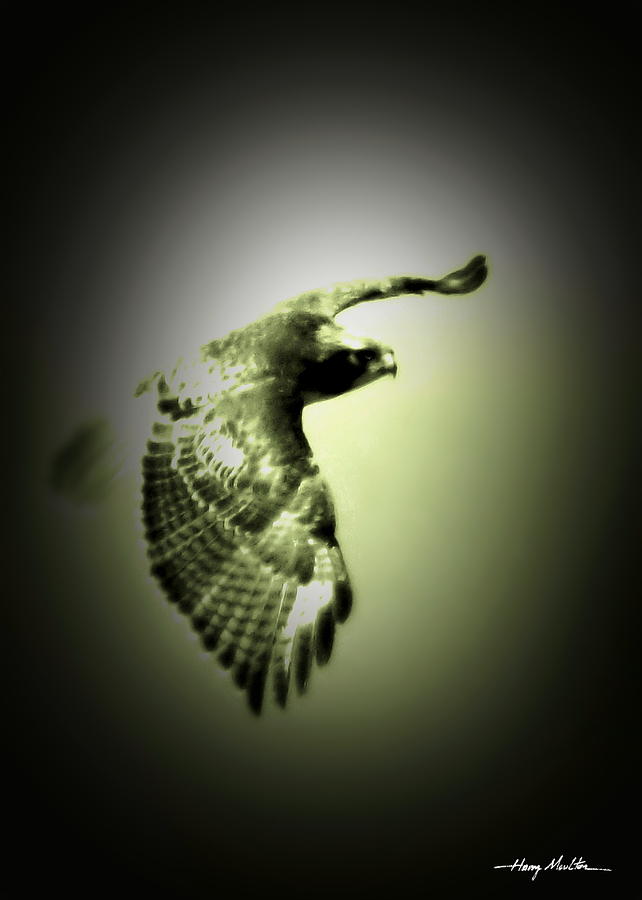Hawk Photograph by Harry Moulton