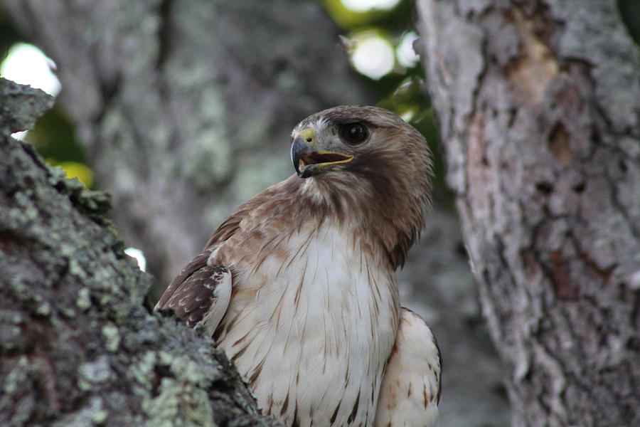 Hawk In A Tree Photograph by Jeremy Santos - Fine Art America