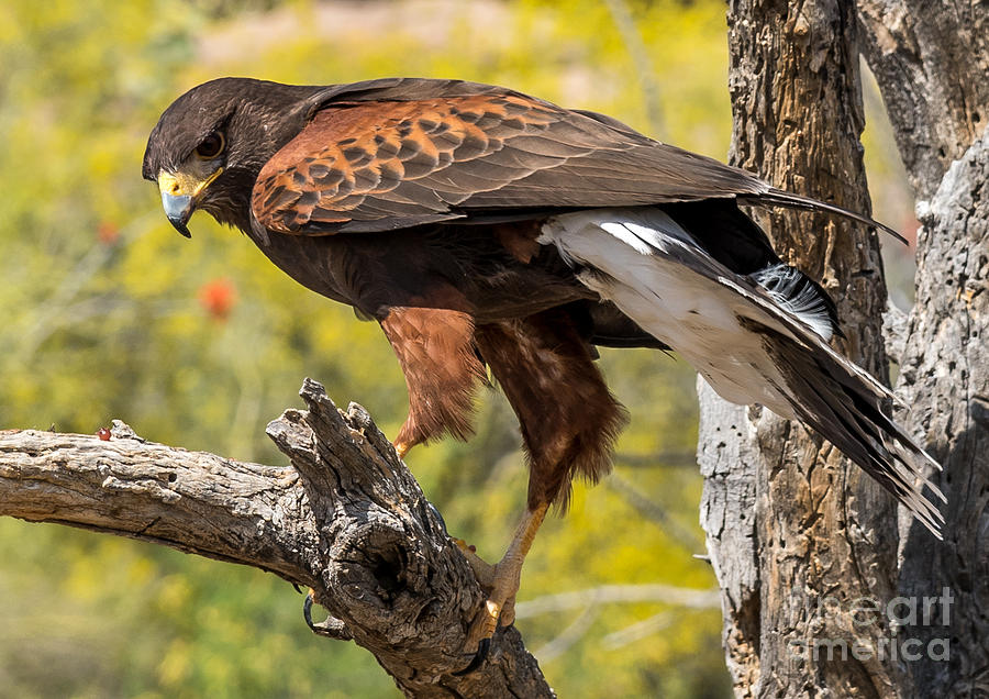 Hawk Photograph - Hawk in a Tree by Leo Bounds Hawk Photograph - Hawk in a Tree by Leo Bounds