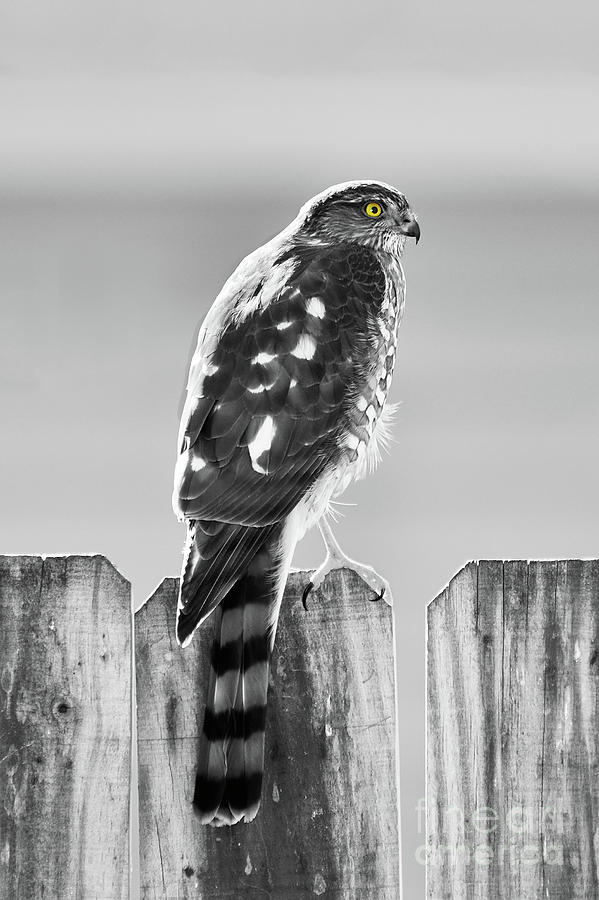 Hawk in Black and White Photograph by Betty LaRue