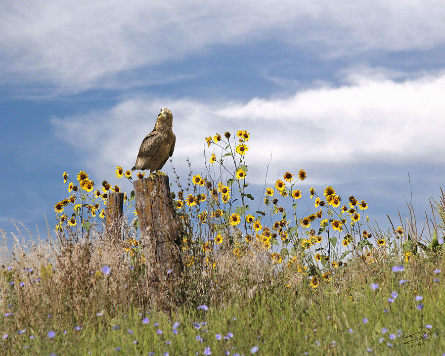 Hawk in Field of Wildflowers Photograph by M Spadecaller