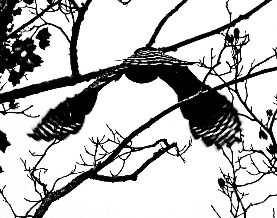Hawk in Flight Black and White Photograph by Lizi Beard-Ward