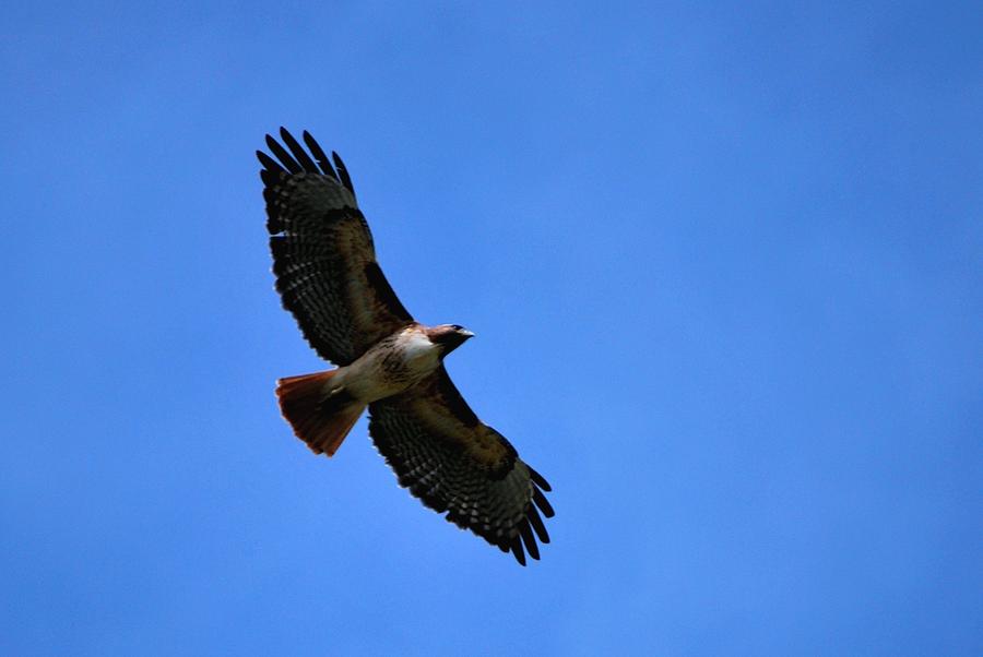 Hawk Photograph - Hawk in Flight - Blue Sky by Matt Quest
