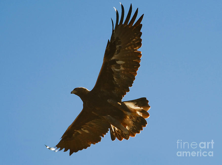 Hawk in Flight Photograph by David Lee Thompson