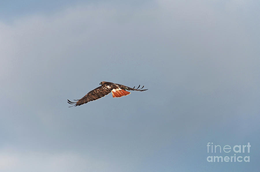 Hawk in Flight Photograph by Deb Halloran