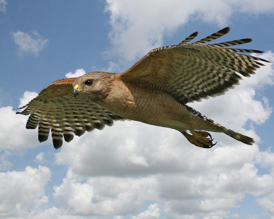Hawk Photograph - Hawk In Flight by Larry Linton