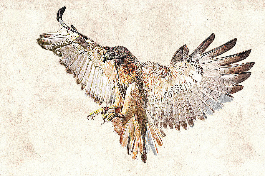 Hawk in Flight Photographic Drawing Photograph by Dawn Currie