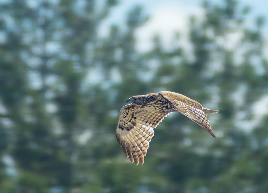 Hawk Photograph - Hawk in Flight by Rick Mosher