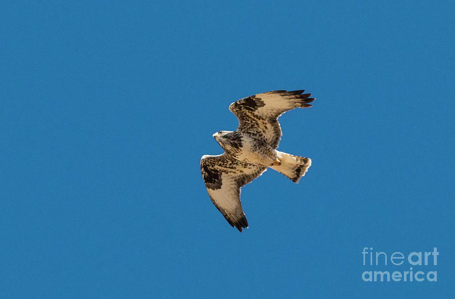 Hawk in Flight Photograph by Steven Krull