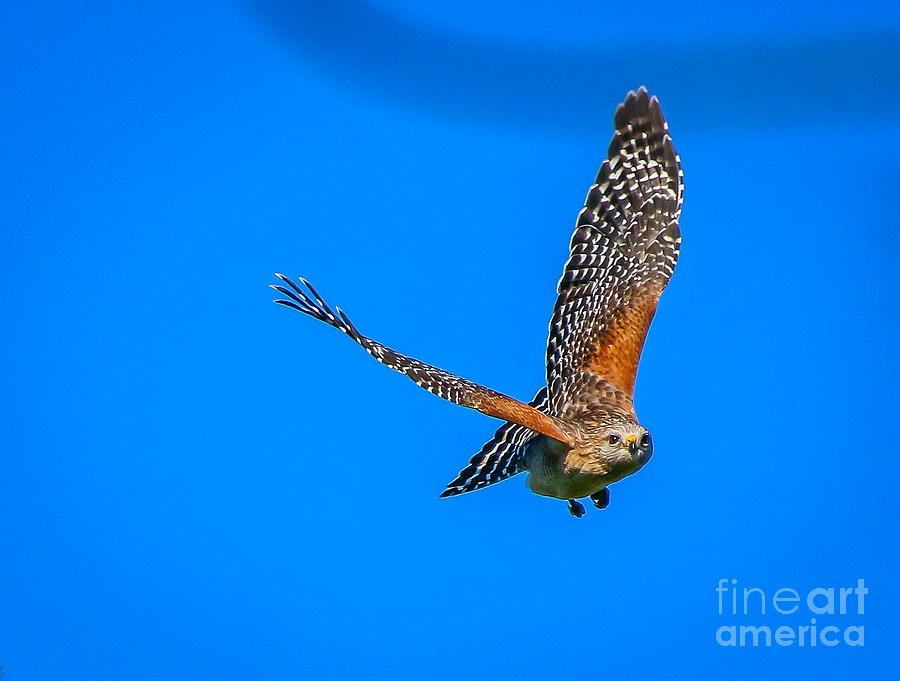 Hawk In Flight Photograph by Tom Claud