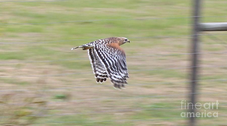 Hawk Photograph - Hawk In Flight by Tracy