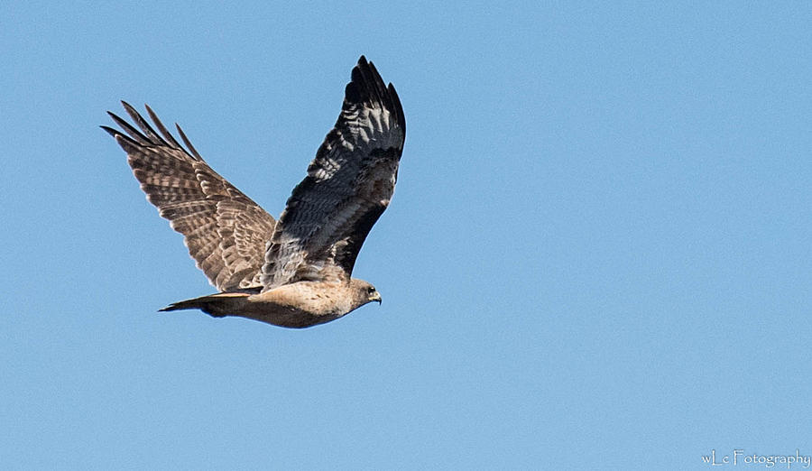 Hawk in Flight Photograph by Wendy Carrington