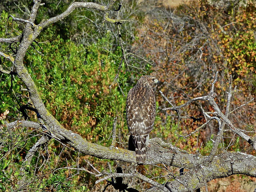 Hawk In Hiding Photograph by Diana Hatcher