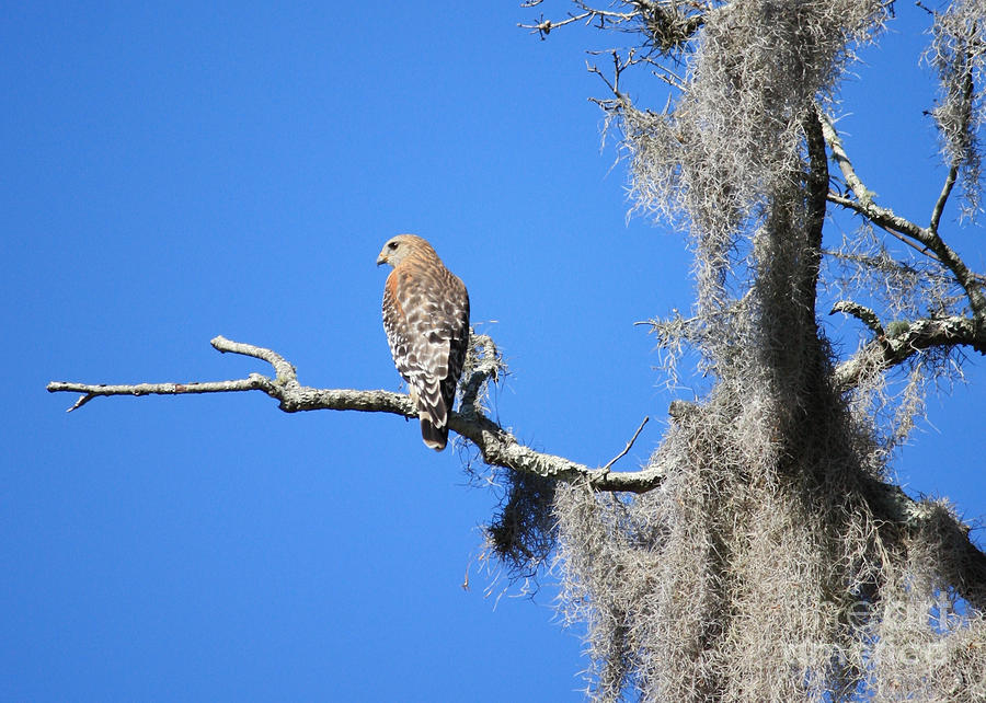 Hawk in Mossy Tree Photograph by Carol Groenen