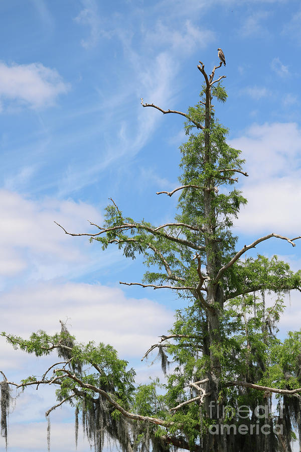 Hawk Photograph - Hawk in Spring Cypress Tree by Carol Groenen