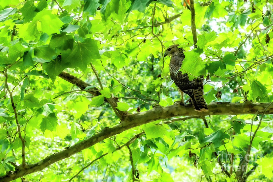 Hawk in Sycamore Photograph by Thomas R Fletcher
